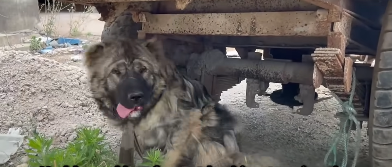 You are currently viewing She Was Beaten, Starved, and Left to Die — But We Saved Her Just in Time