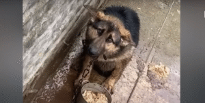 Read more about the article From Rejection to Rescue: The Emotional Journey of a Dog Once Left Behind
