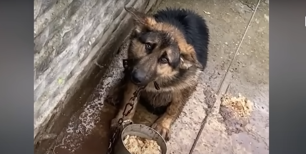 You are currently viewing From Rejection to Rescue: The Emotional Journey of a Dog Once Left Behind