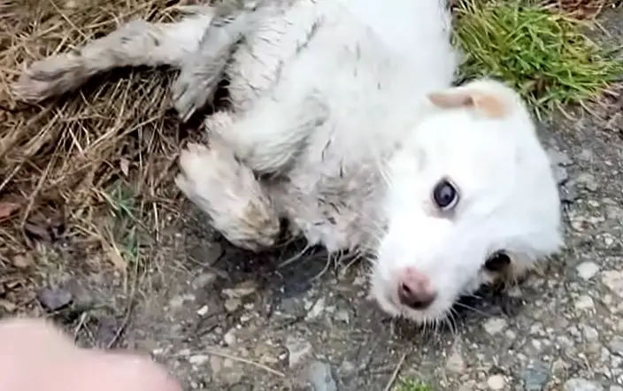 Read more about the article A Heartwarming Rescue and a Special Birthday Celebration