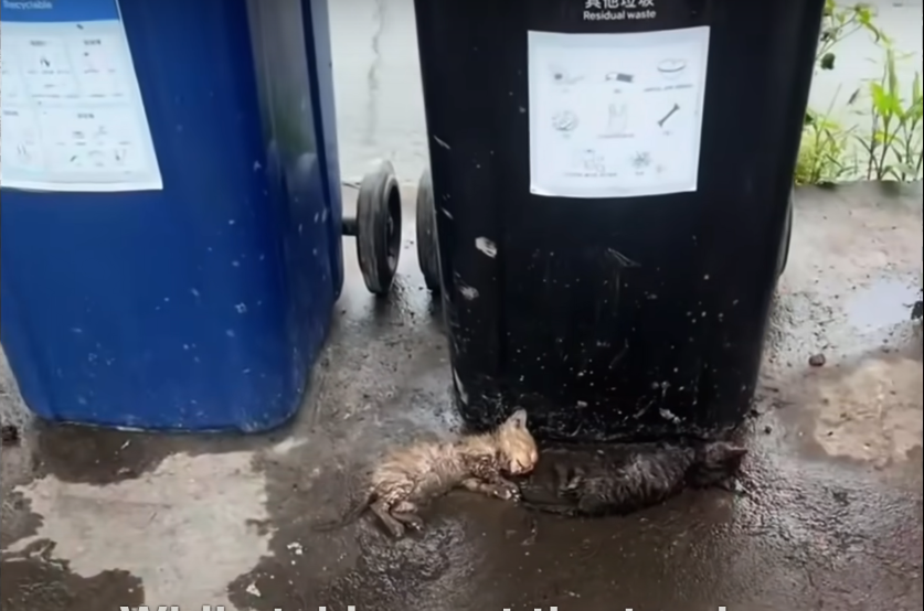 You are currently viewing From Trash to Treasure: The Heartwarming Rescue of Two Abandoned Kittens