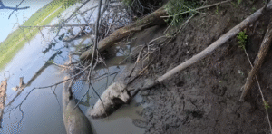Read more about the article A Miraculous Dog Rescue: Lost, Stuck, and Saved Just in Time