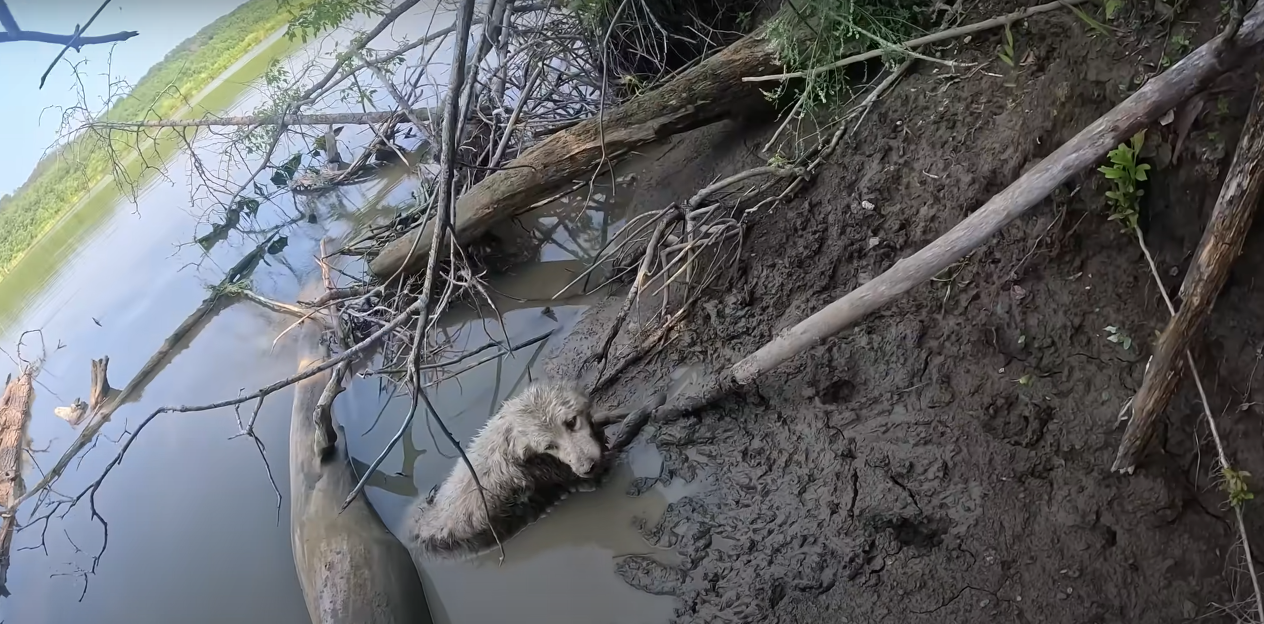 Read more about the article A Miraculous Dog Rescue: Lost, Stuck, and Saved Just in Time