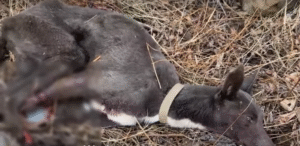 Read more about the article Wounded Dog Cried in Pain After Being Trapped in Mountains