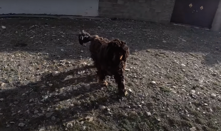 dog