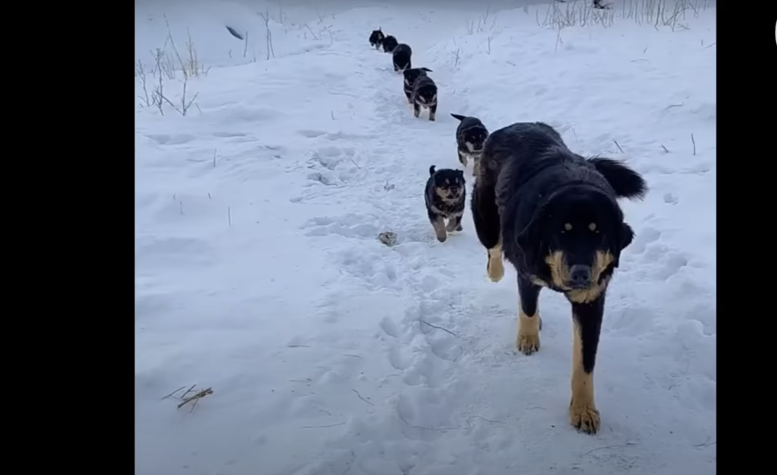Read more about the article In –16°C Snow, Brave Mother Dog Led 7 Puppies to Find Food