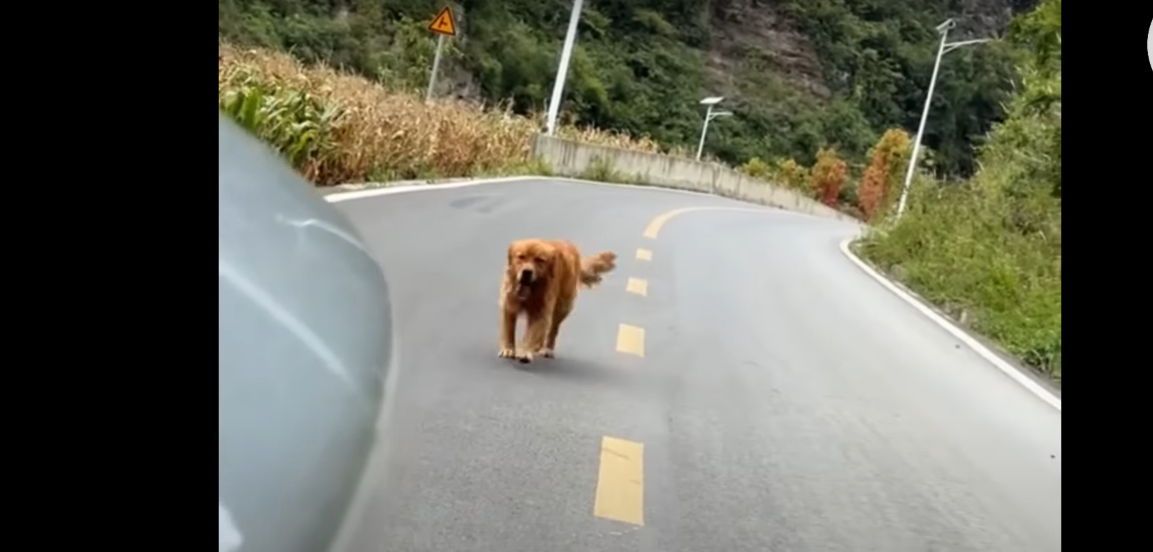 Read more about the article Don’t Leave Me – Wounded and Hungry, The Dog Ran After the Car