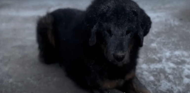 dog