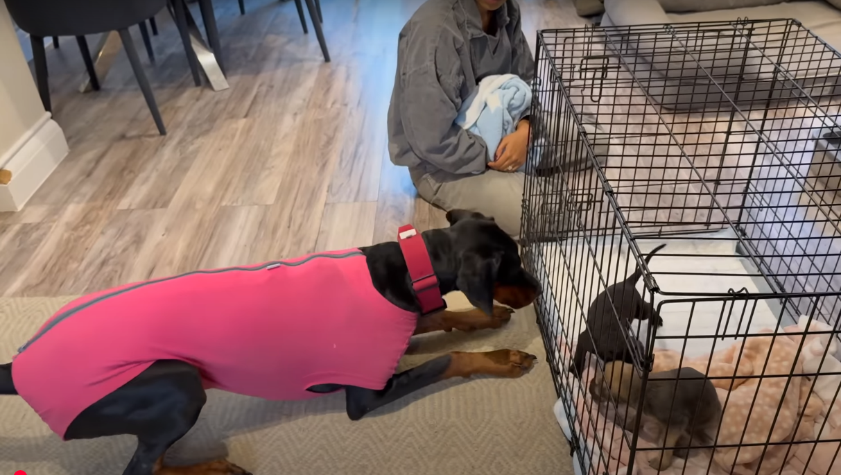 Read more about the article Rescue Puppies Mom Passed Away… Our Doberman Stepped Up