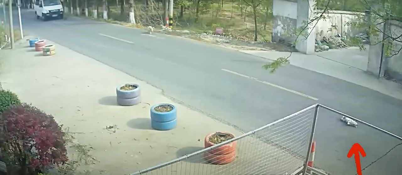 Read more about the article Loyal Stray Dogs Risk Their Lives to Save Injured Friend on Busy Road