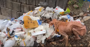 Read more about the article Weak, Broken, and Starving Dog Ate Plastic Just to Stay Alive