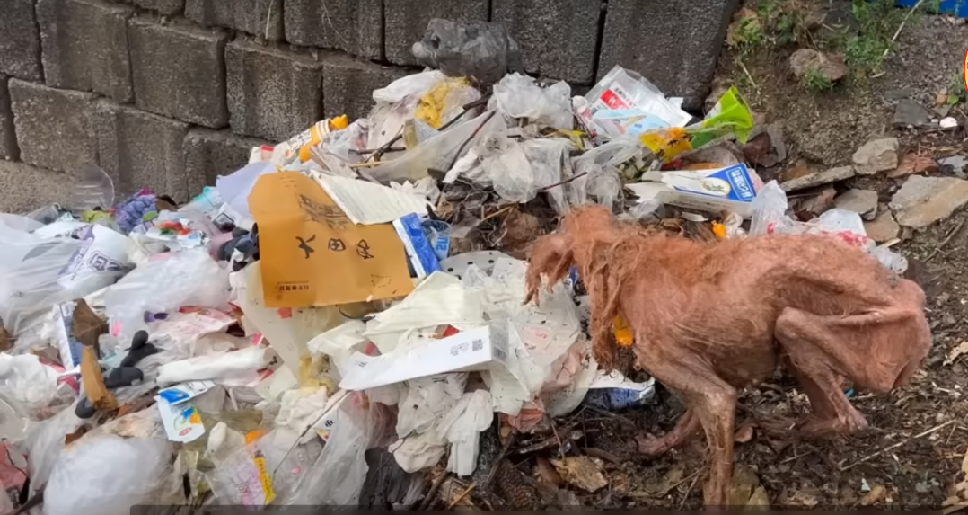 Read more about the article Weak, Broken, and Starving Dog Ate Plastic Just to Stay Alive