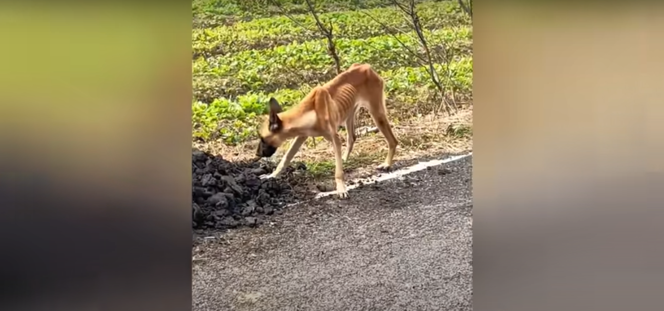 Read more about the article A Stray Dog, Unable to Find Food, Was Thin as Paper. Her Change After Rescue Was Unbelievable