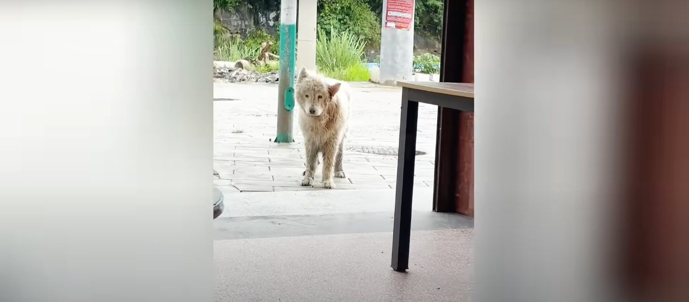 Read more about the article The Scruffy Stray Dog Who Dared Only Watch Food From the Doorway