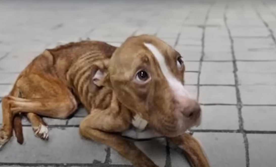 You are currently viewing This Dog Collapsed in Silence — But Love Found Her
