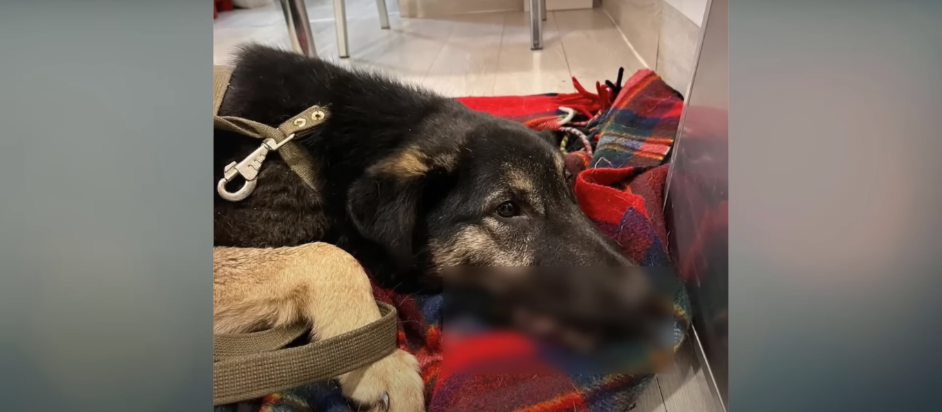 Read more about the article Dog Escaped By Drunk Owner… With a Broken Jaw, His Story Will Leave You in Tears