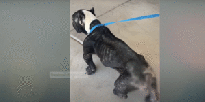 Read more about the article The Dog Was Locked Up Just to Have Puppies — What Happened Next Left Everyone in Tears