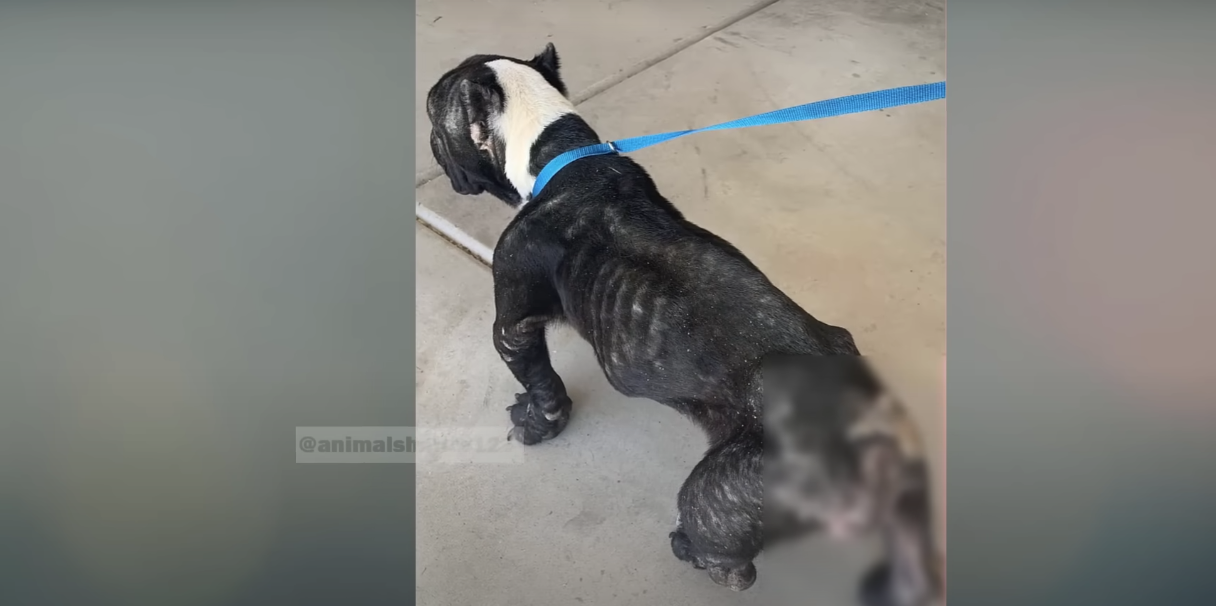 Read more about the article The Dog Was Locked Up Just to Have Puppies — What Happened Next Left Everyone in Tears