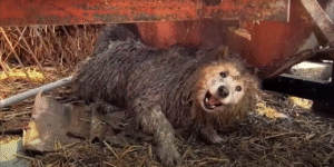 Read more about the article Abused, Betrayed, and Then Saved: The Dog’s Incredible Story of Survival