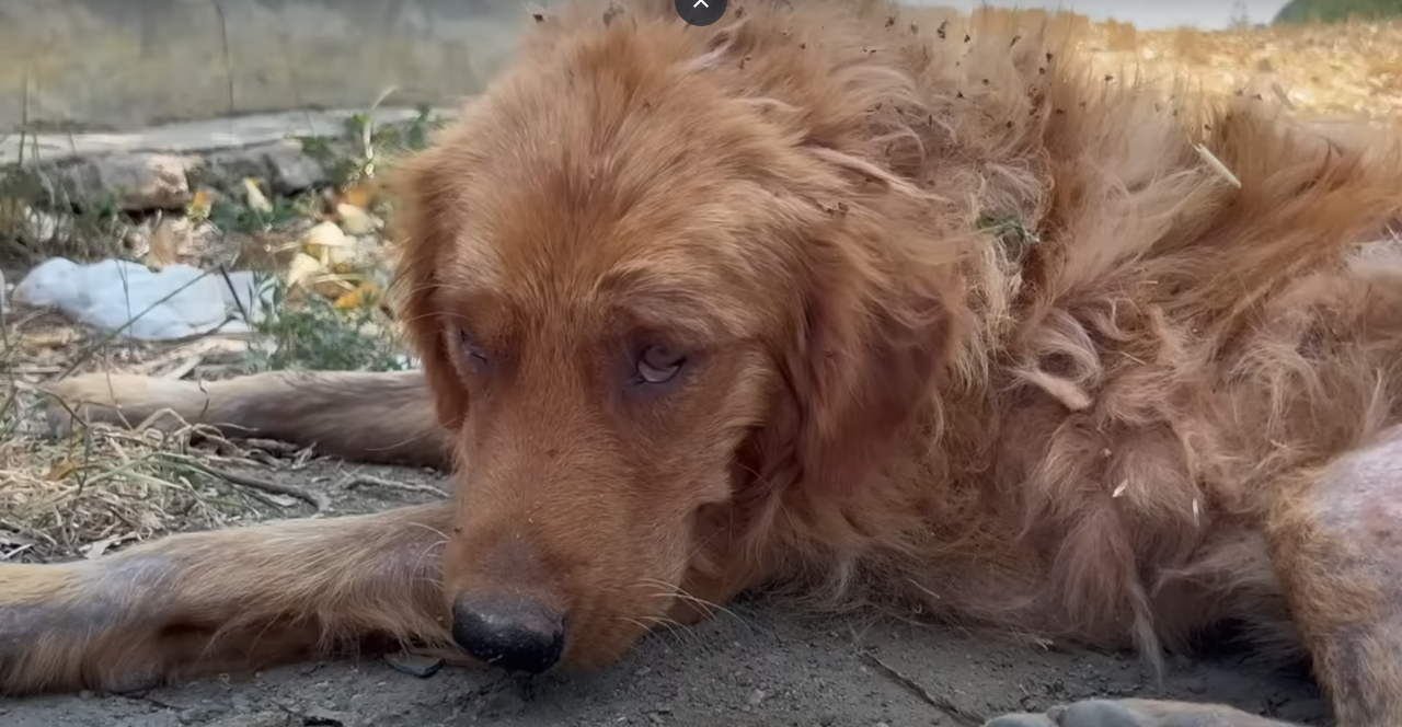 You are currently viewing The Price of Loyalty: How a Dog Was Traded for Cash