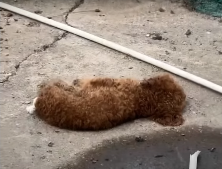 Read more about the article Shivering and Broken, This Dog Chose to Fight for Love