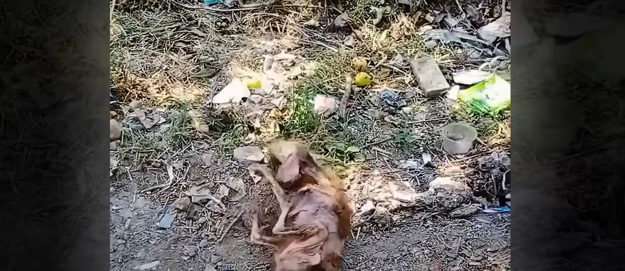 You are currently viewing From Bones to Blessing: The Heartwarming Journey of a Forgotten Stray Dog