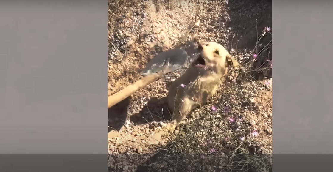 Read more about the article Buried and Helpless Dog, She Refused to Give Up on Her Babies
