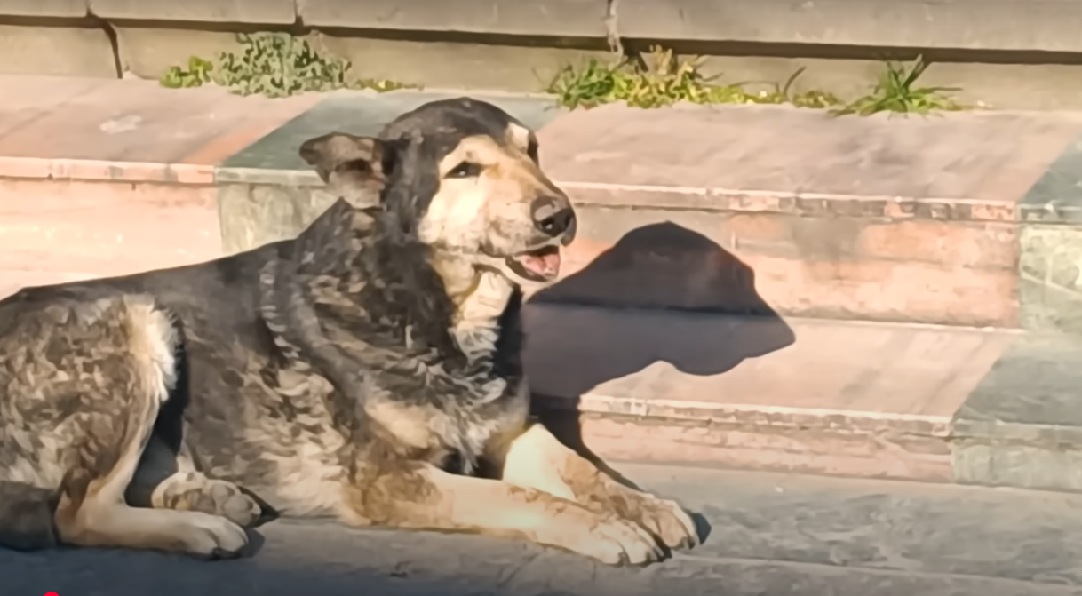 You are currently viewing The Bone That Silenced a Dog—Until Heroes Stepped In