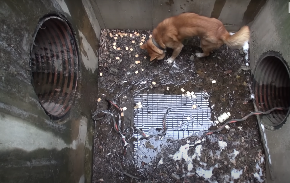 You are currently viewing After 20 Days in a Sewer, This Dog Finally Found His Way Home