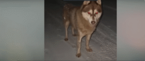 Read more about the article 1:30 AM Rescue: Husky with Rare Neurological Condition Found Shivering on the Snow