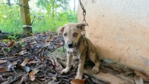 Read more about the article A Trembling Soul in the Shadows: The Story of a Puppy Left Behind