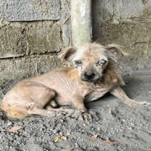 Read more about the article Abandoned and Blind: The Silent Strength of a Dog’s Journey to a Second Chance