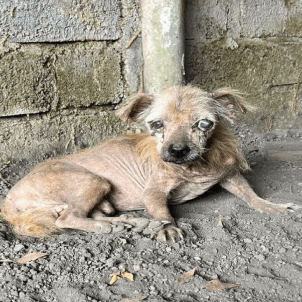 Read more about the article Abandoned and Blind: The Silent Strength of a Dog’s Journey to a Second Chance