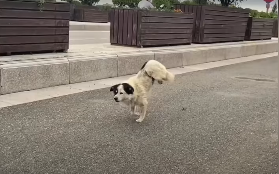 Read more about the article Paralyzed Stray Dog Struggled to Survive on the Street