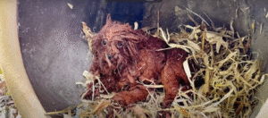 Read more about the article The Forgotten Dog: A Heartbreaking Tale of Abandonment and a New Beginning