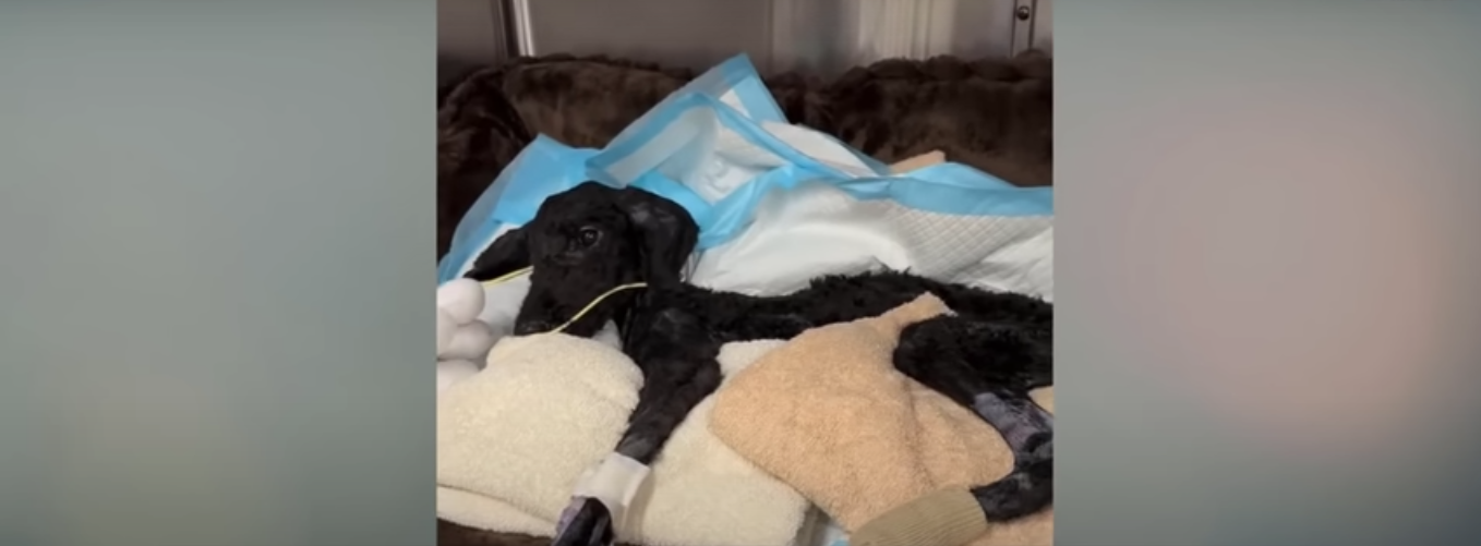 Read more about the article Owner Vanishes on Vacation… Violet Was Found at Home Weighed Only 12 Pounds