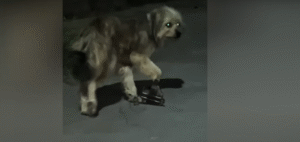 Read more about the article “Save Me!” The Dog Was Tortured by a Trap for Two Months and Broke Down Crying