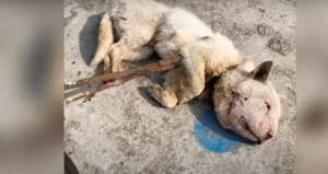 Read more about the article Rope-Strangled Stray Dog’s Head Swelling—Brink of Death to Miracle Rescue