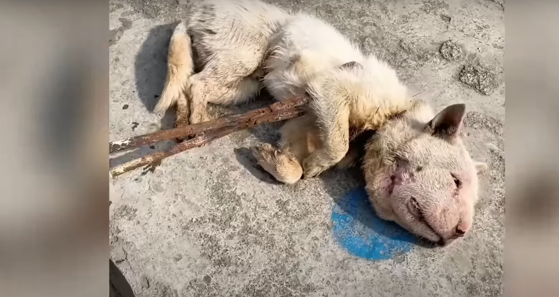 Read more about the article Rope-Strangled Stray Dog’s Head Swelling—Brink of Death to Miracle Rescue