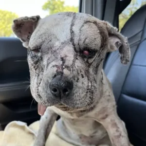 Read more about the article From the Streets to Safety: Jessie’s Journey from Suffering to Love
