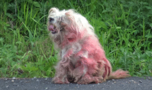 Read more about the article Abandoned Red Dog Waits For Her Owner Every Day, Despite the Pain