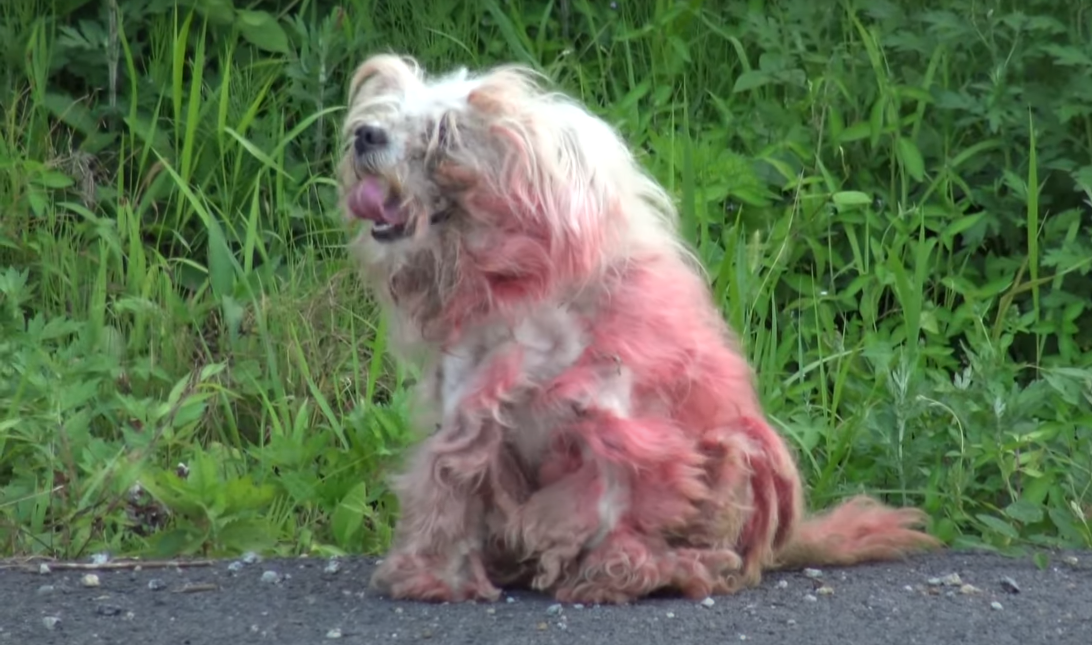 Read more about the article Abandoned Red Dog Waits For Her Owner Every Day, Despite the Pain