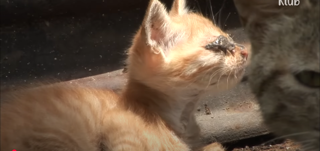 Read more about the article The Helpless Kitten Who Couldn’t See His Mother