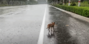 Read more about the article One Eyed Puppy Braved Heavy Rain Seeking Food and Shelter