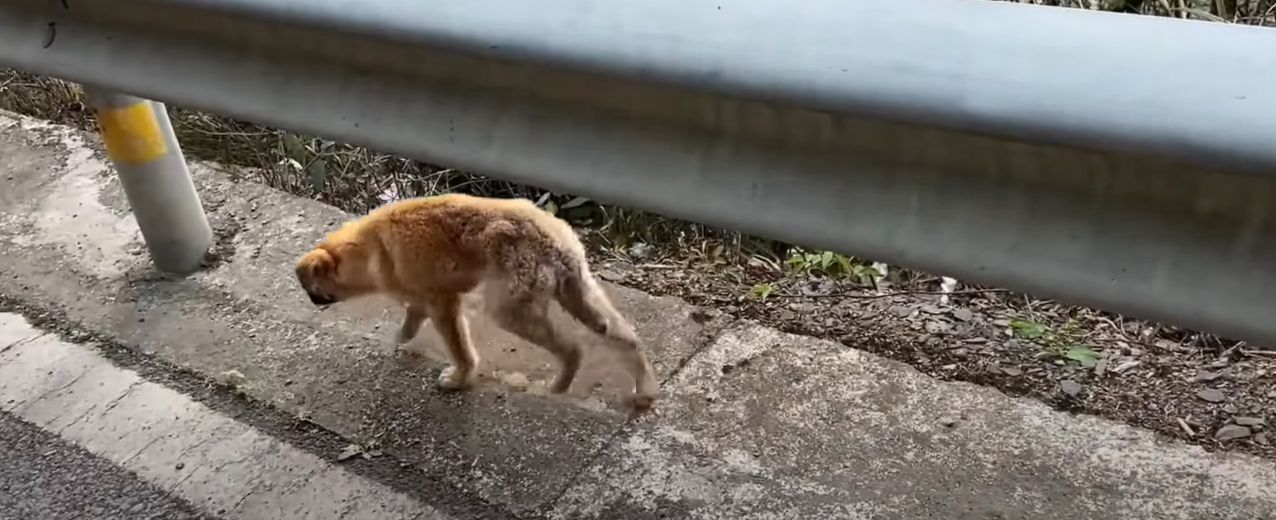 You are currently viewing Left to Die in the Heat, This Puppy’s Journey Will Break Your Heart