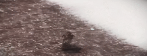 Read more about the article The Frozen Puppy’s Journey From Icy Despair to a Loving Home