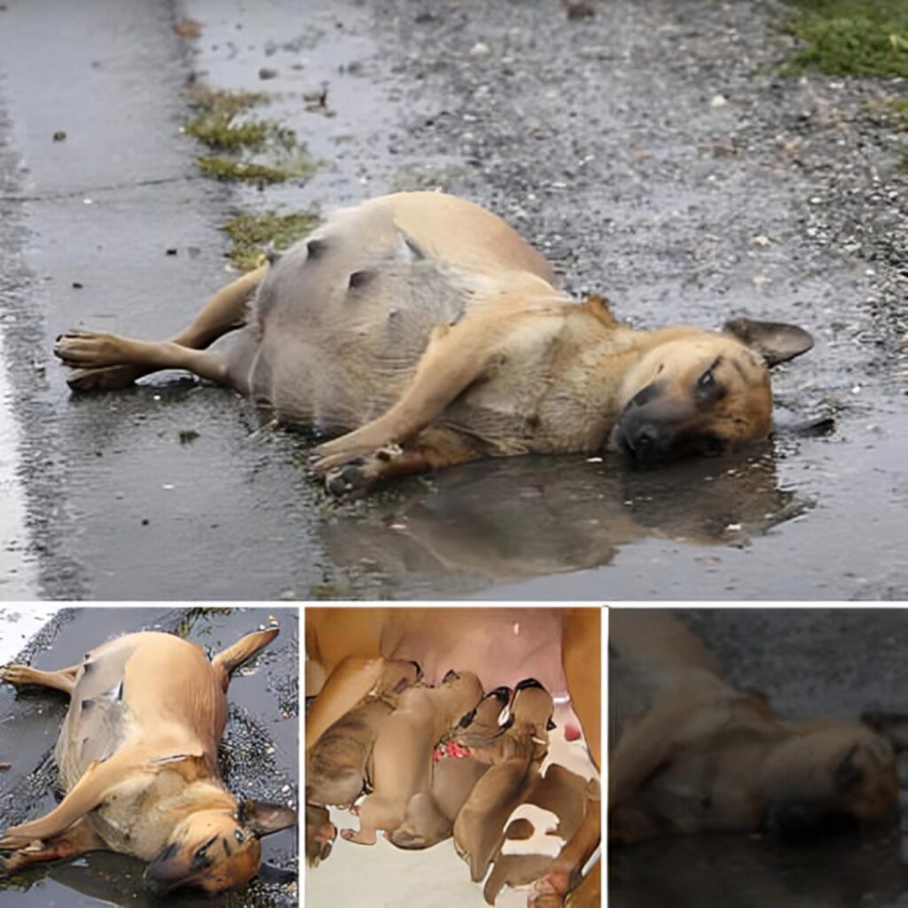You are currently viewing Bella’s Journey: A Tale of Hope, Survival, and the Kindness That Changed Everything