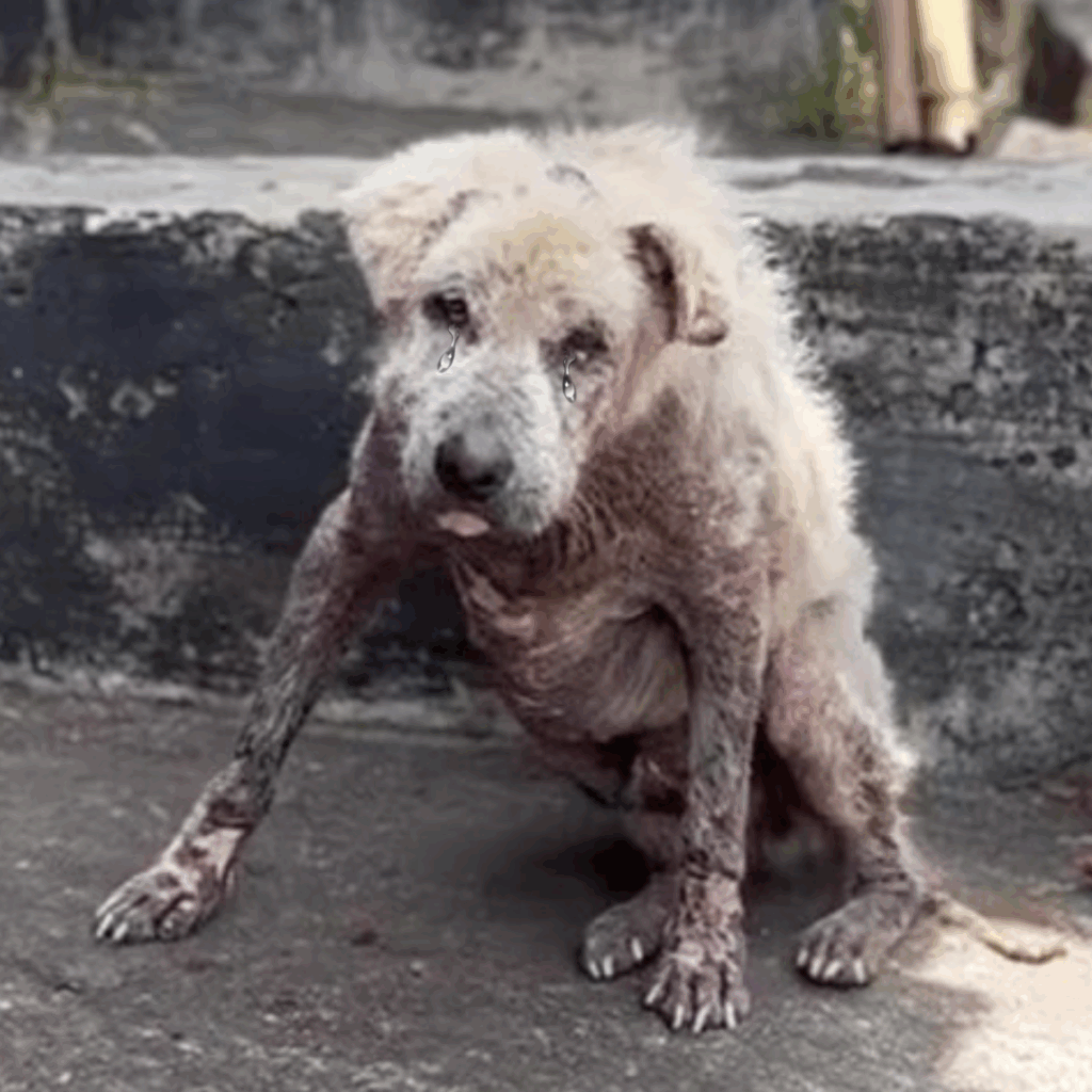 Read more about the article From Neglect to Love: Ossie’s Journey of Pain, Healing, and Hope