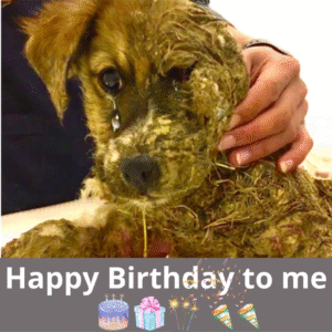 Read more about the article Celebrating My Dog’s 3rd Birthday: A Wish for Love and Encouragement