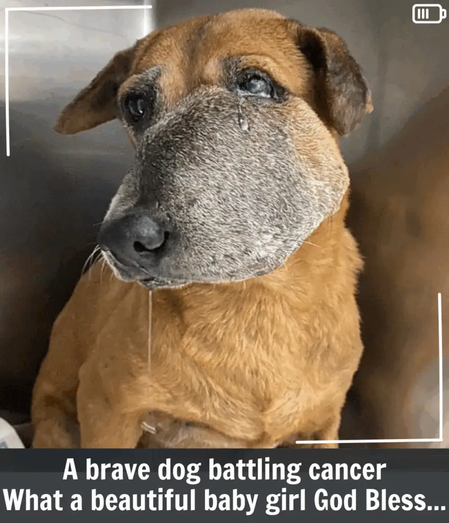 You are currently viewing Rallying for Mandai Mama: A Community’s Fight to Save a Beloved Soul